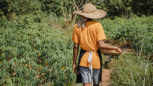 From Harvest to Capsule: The Journey of Tongkat Ali